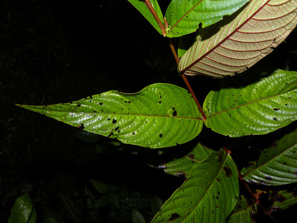 Image of Gonzalagunia brenesii Standl.