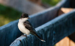 Image of Kingbird