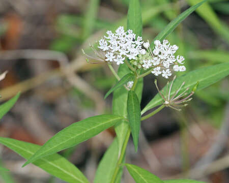 Image of aquatic milkweed