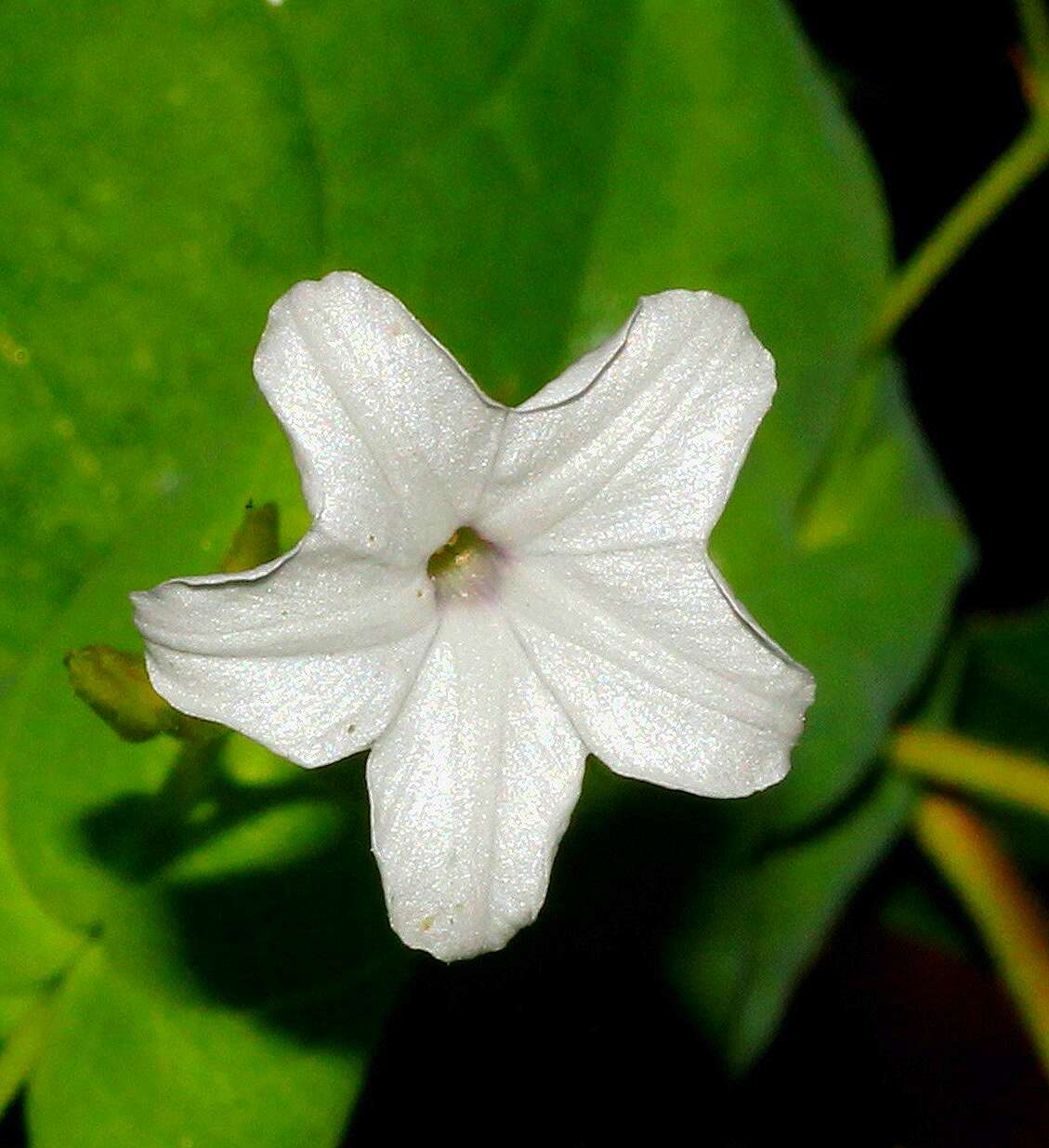 Image of Dinetus racemosus (Roxb.) Sweet