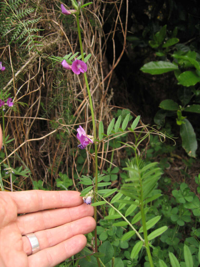 Image of Common Vetch