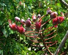 صورة Caesalpinia kauaiensis H. Mann