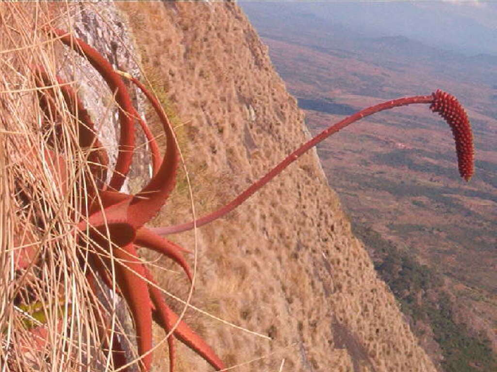 Image of Aloe decurva Reynolds