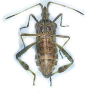 Imagem de Leptoglossus occidentalis Heidemann 1910