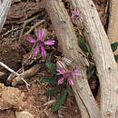 Image de Silene petersonii Maguire