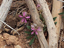 Image of plateau catchfly