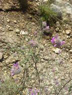 Image of Santa Catalina prairie clover