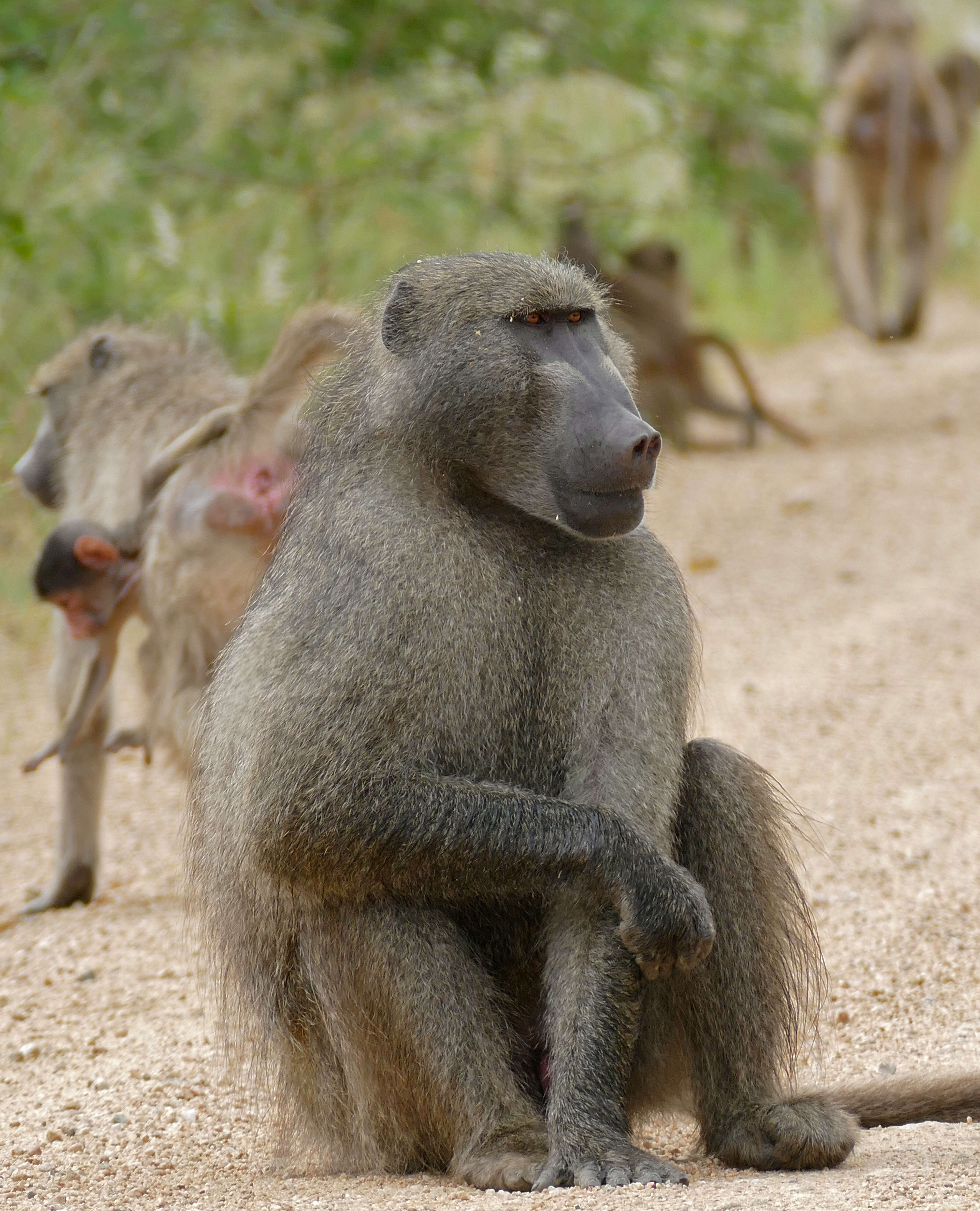 Image of Chacma Baboon