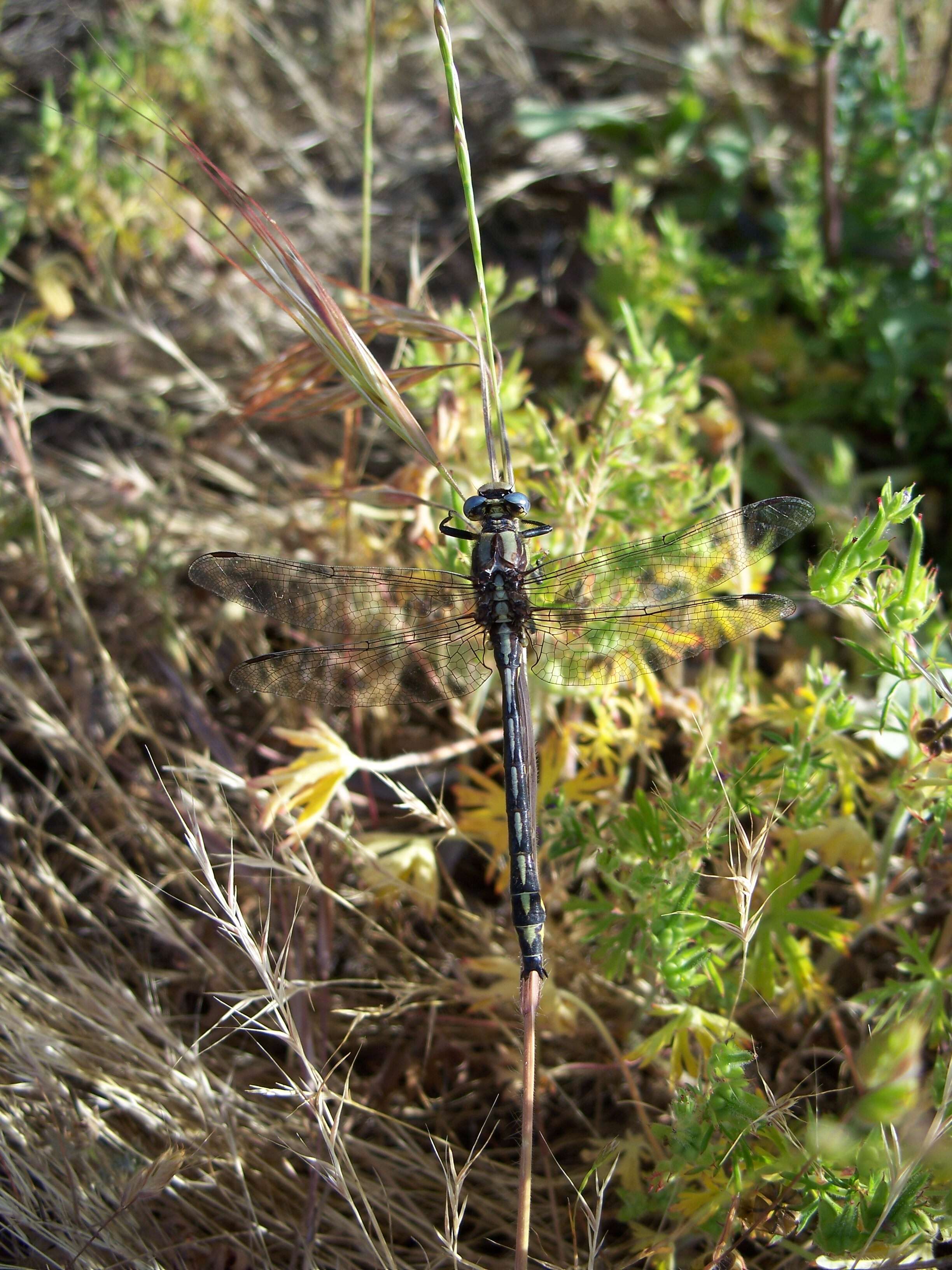 Image of Phanogomphus Carle 1986