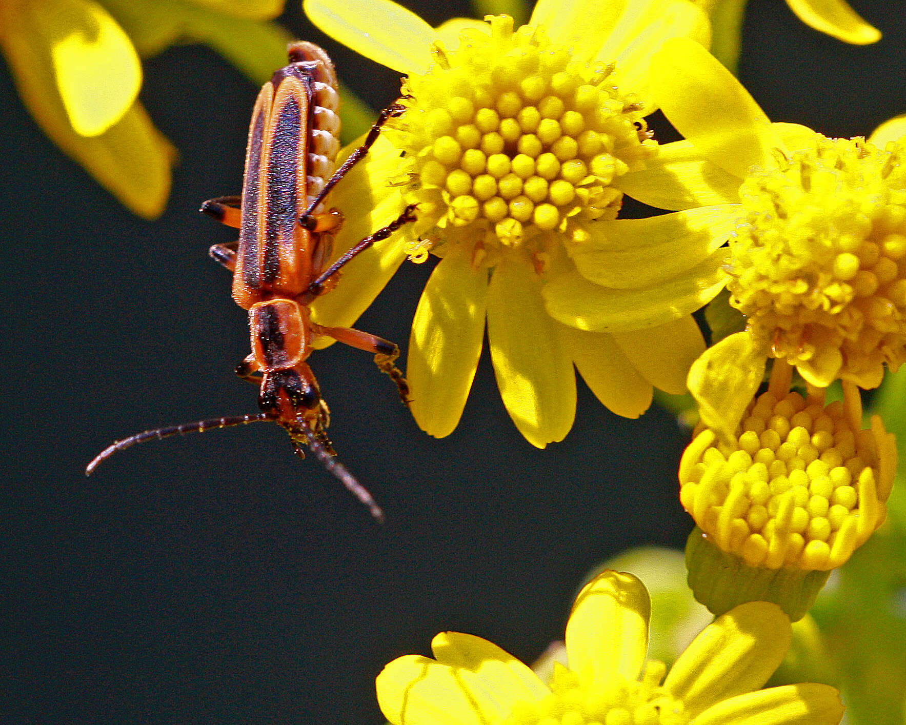 Image of ragwort