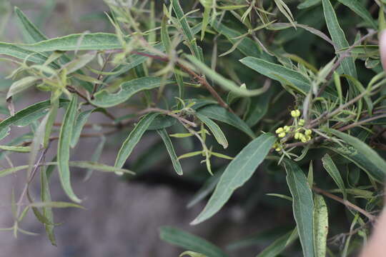 Image of Cooneana Olive