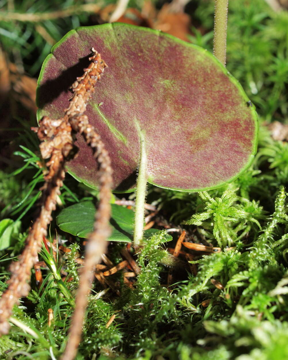 Image of Soldanella montana Willd.