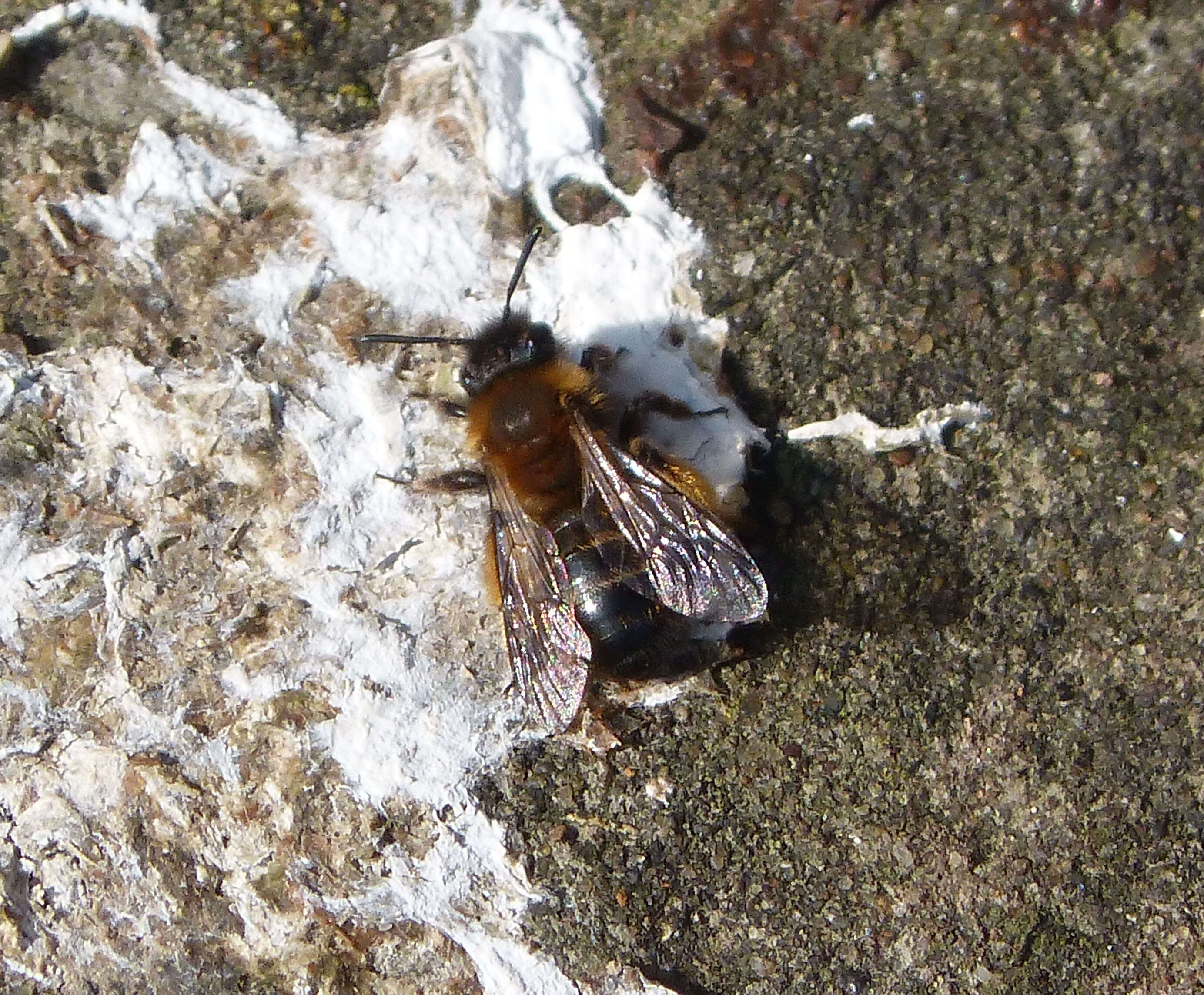 Image of Andrena bicolor Fabricius 1775