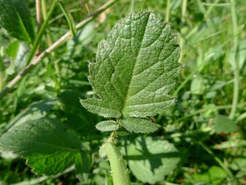 Image of radish