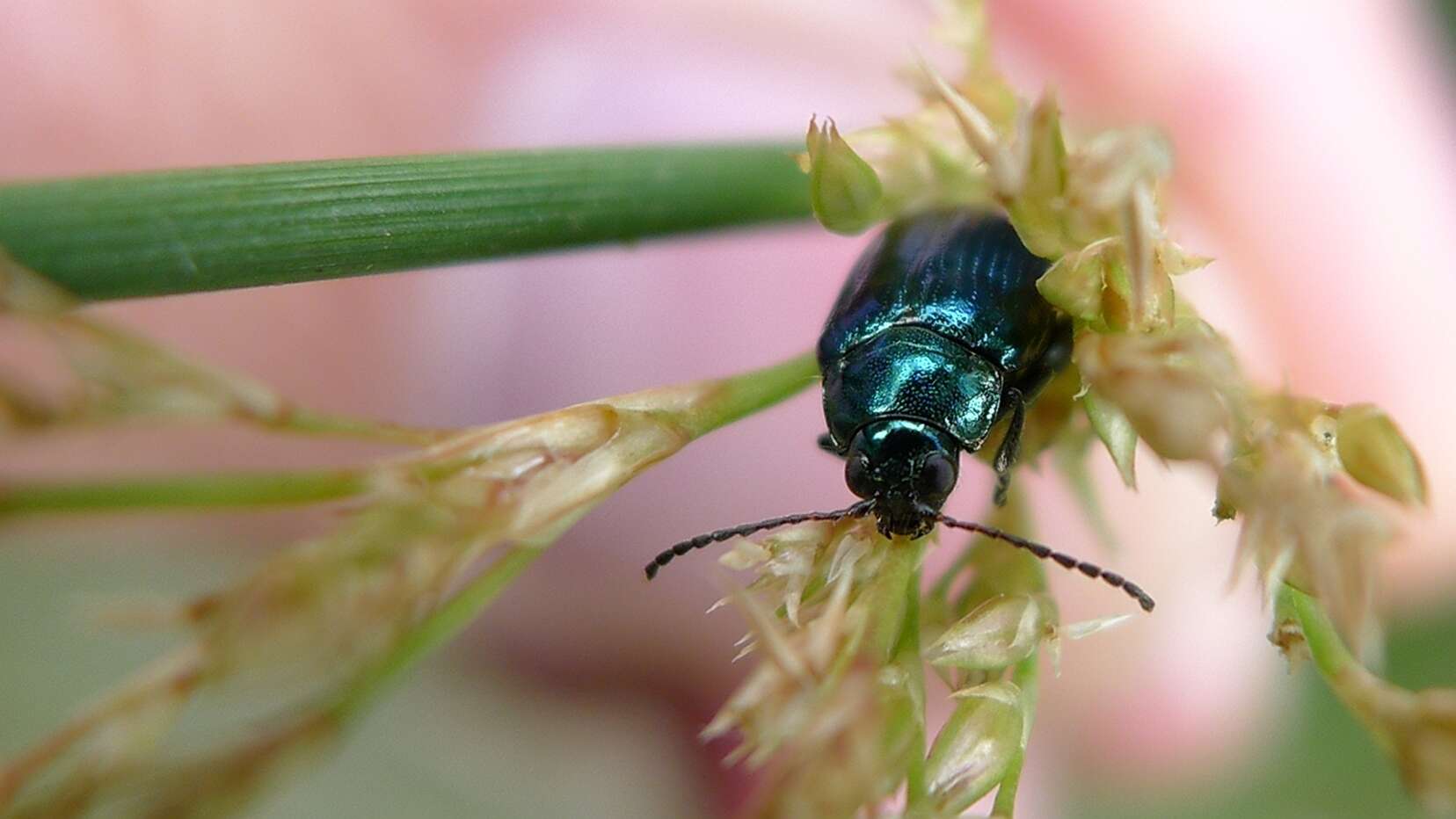 Image of Arsipoda