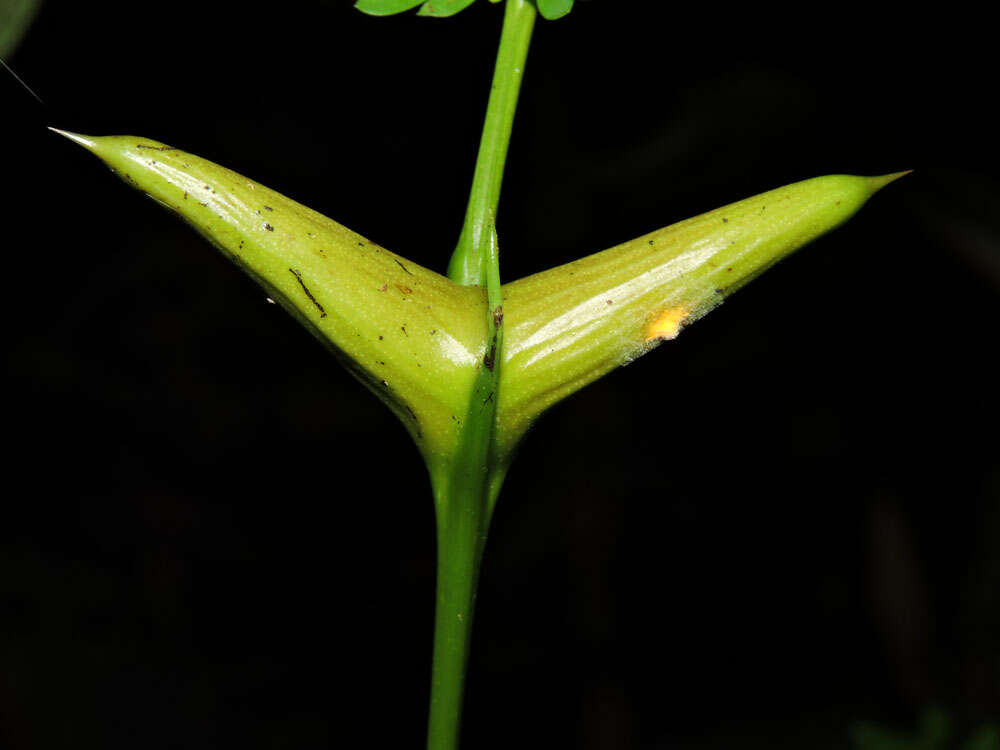 Слика од Vachellia allenii (D. H. Janzen) Seigler & Ebinger