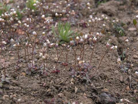 Image of draba