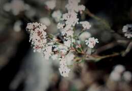 Imagem de Leucopogon capitellatus DC.