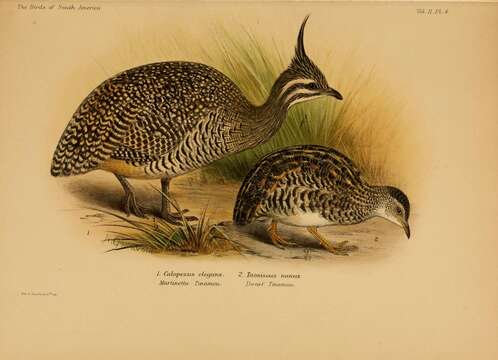 Image of Eudromia Geoffroy Saint-Hilaire & I 1832