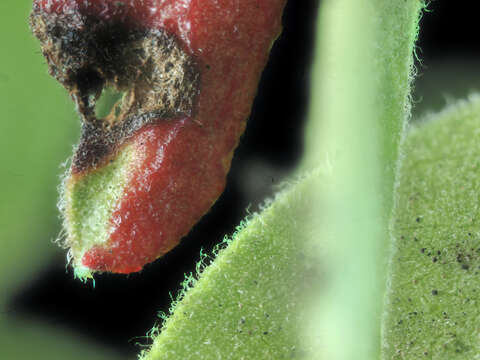 Image of Manzanita Leaf Gall Aphid