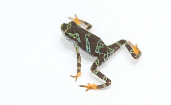 Image of harlequin frogs