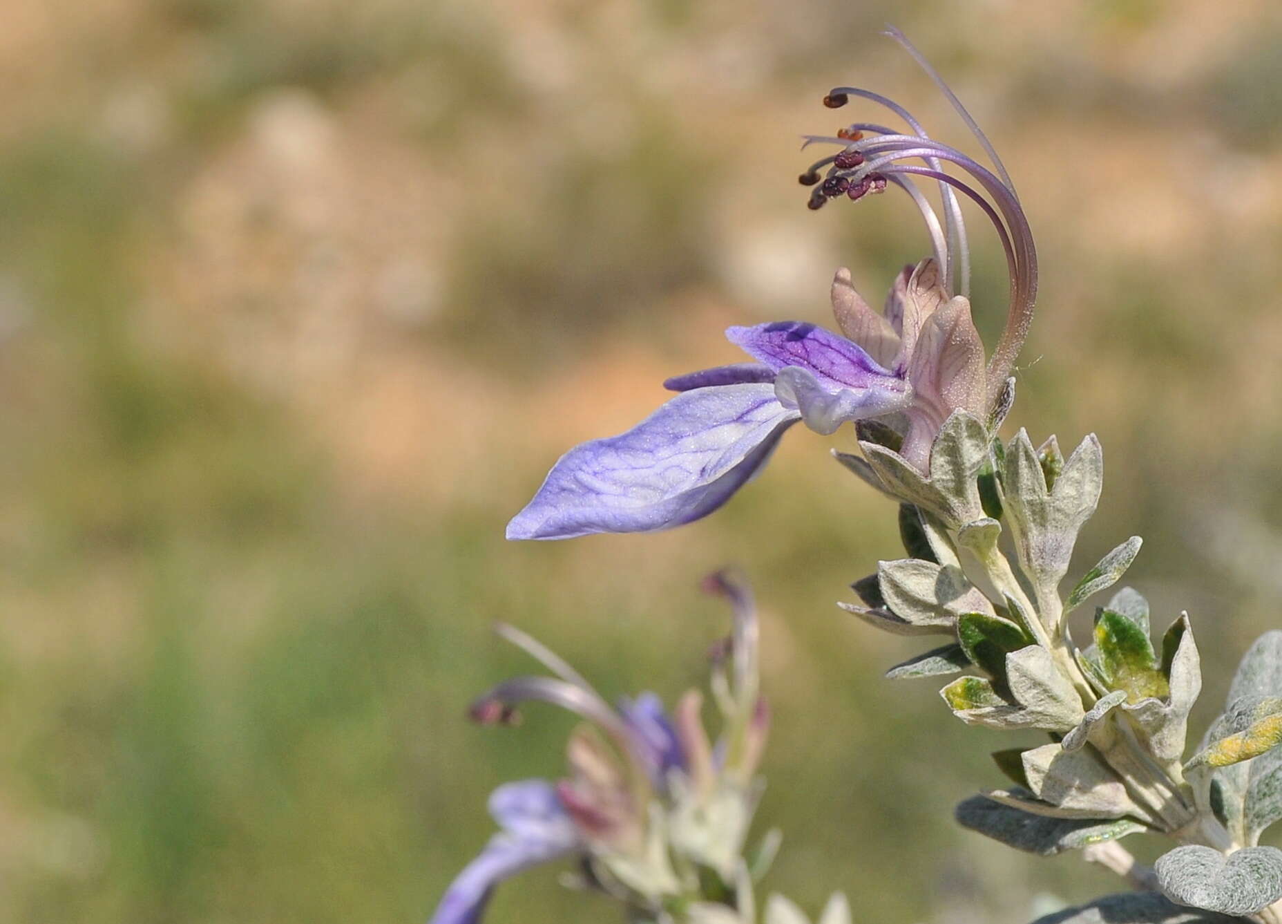 Слика од Teucrium fruticans L.
