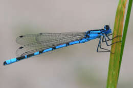 Image of bluet