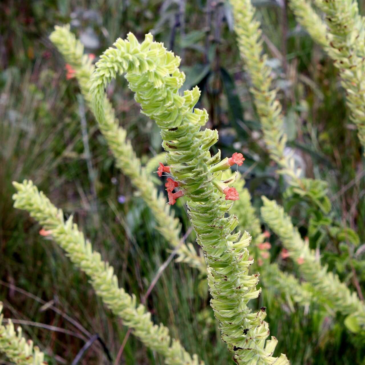 Image of Stachytarpheta longispicata (Pohl) S. Atkins