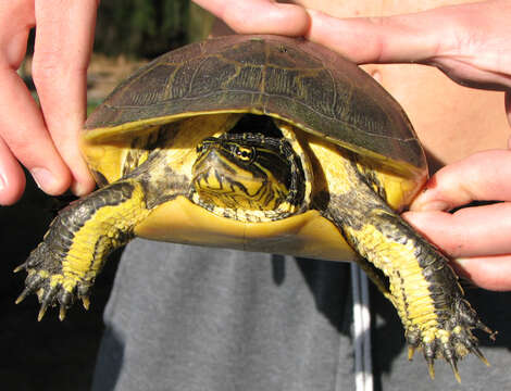 Image of Deirochelys