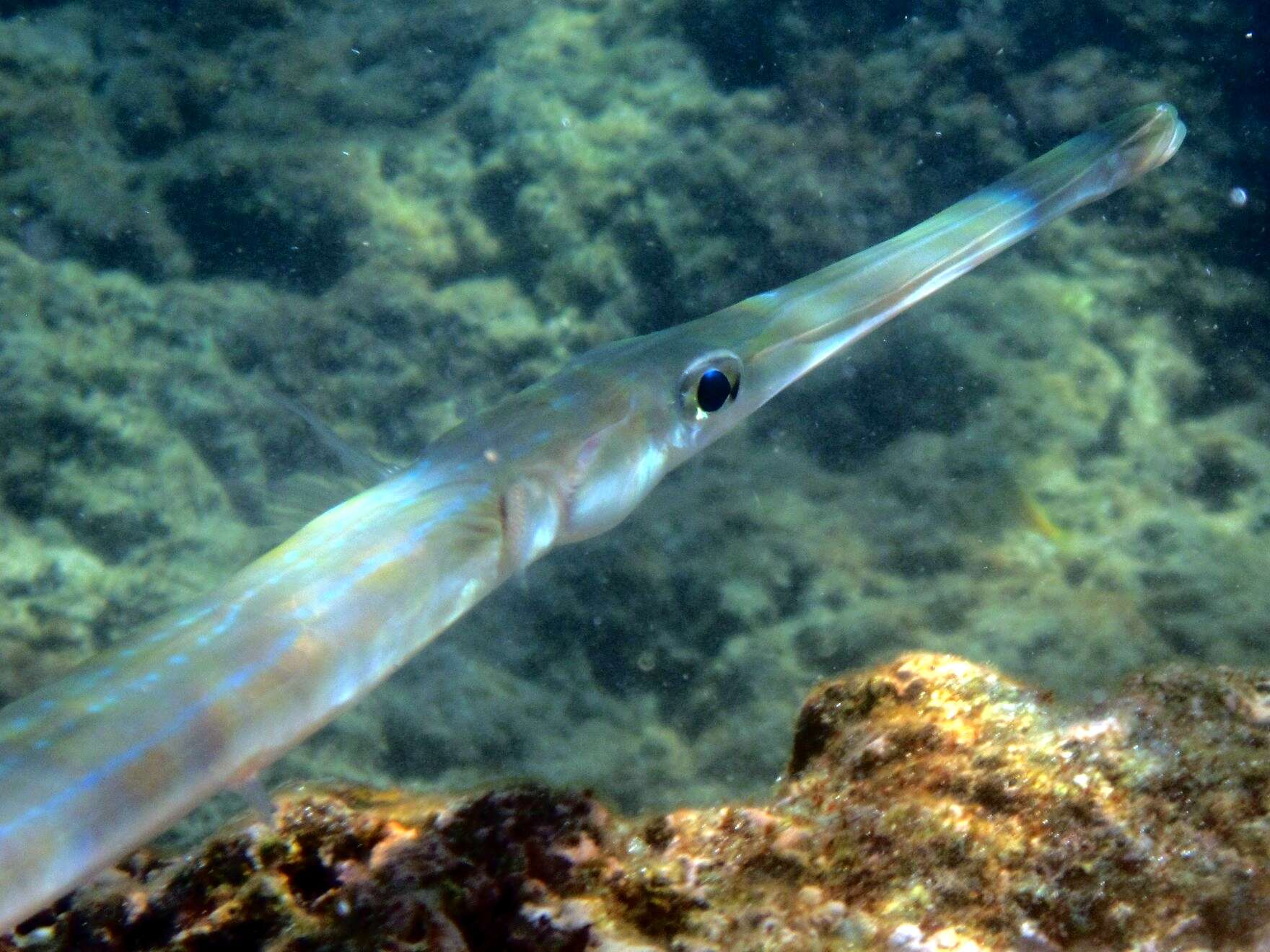 Image of cornetfishes