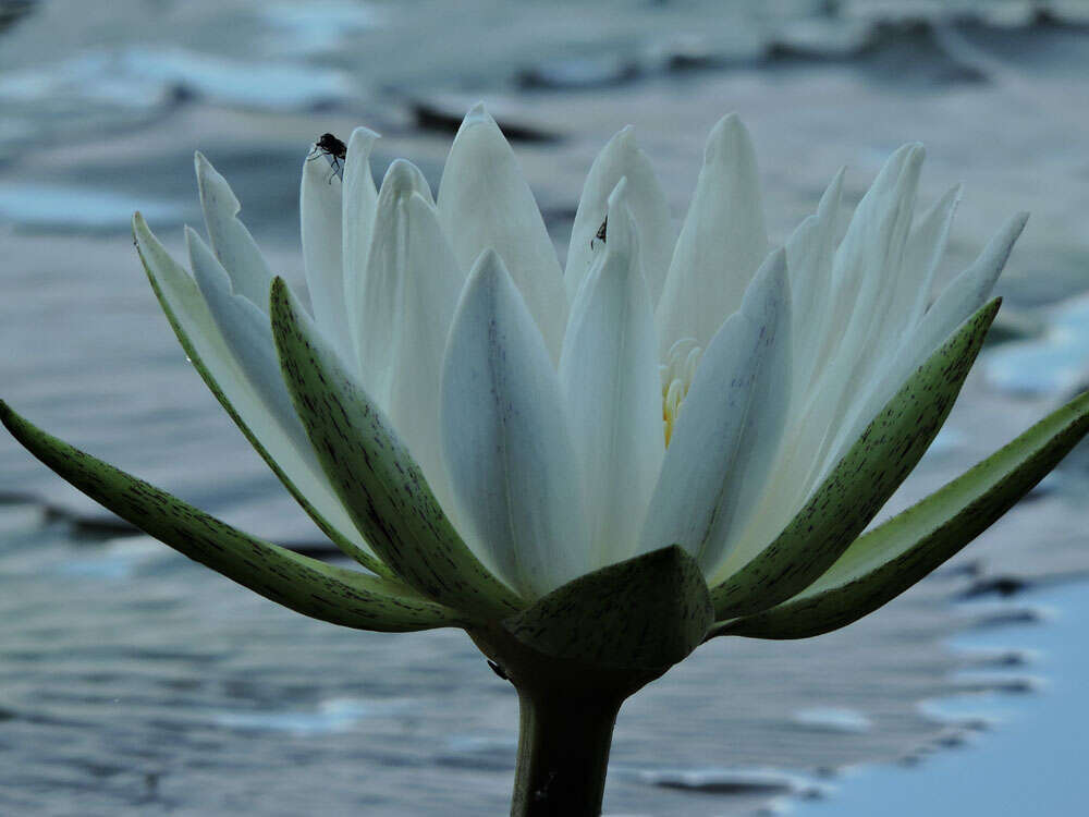 Image of Dotleaf waterlily