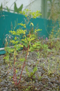 Image of Upright Spurge