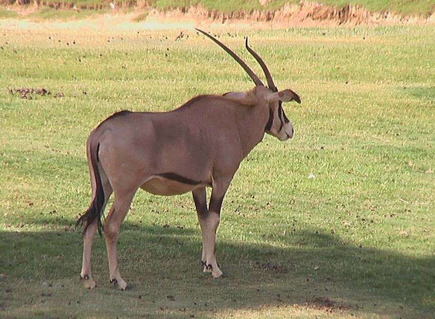 Image of <i>Oryx gazella beisa</i> (Rüppell 1835)
