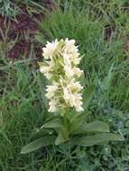 Image of Elder-flowered orchid