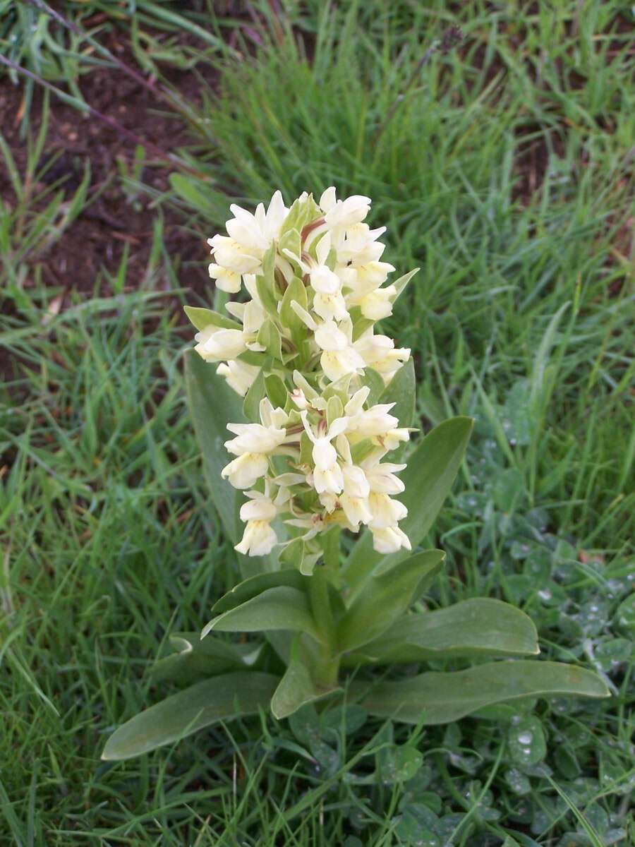 Image of Elder-flowered orchid