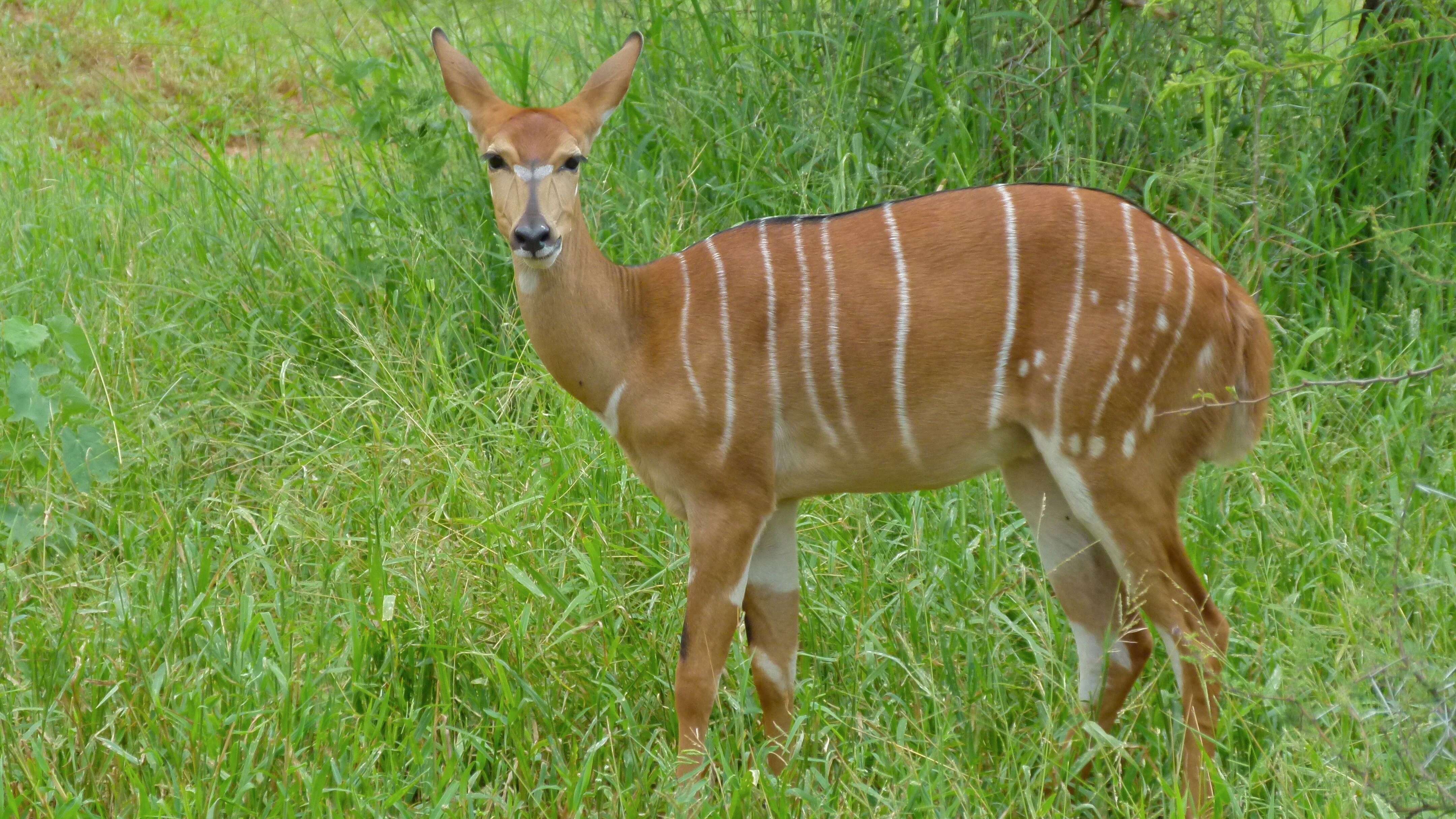 Image of Spiral-horned Antelope