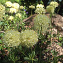 Imagem de Eriogonum umbellatum var. glaberrimum (Gand.) Reveal