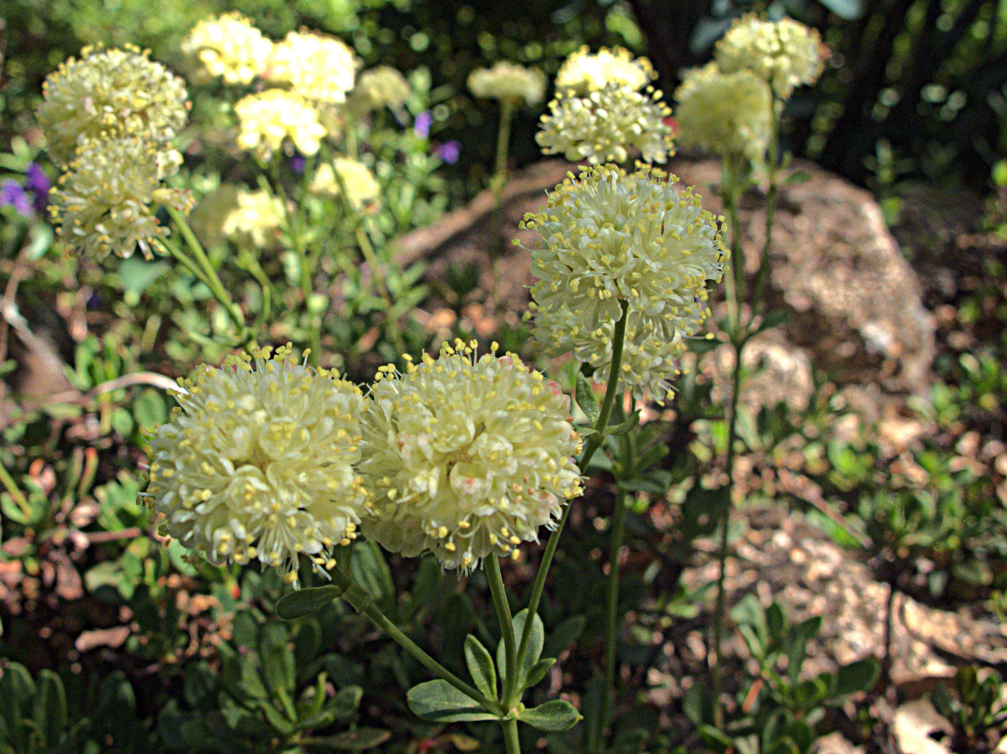 Image of green buckwheat