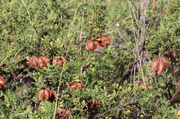 Image de Dodonaea physocarpa F. Müll.