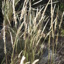 Image of soft feather pappusgrass