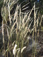 Image of soft feather pappusgrass