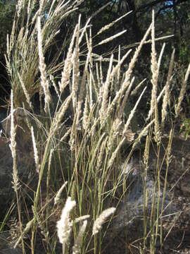 Image of feather pappusgrass