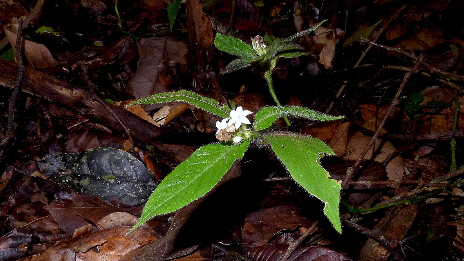 Image of Psychotria iodotricha Müll. Arg.