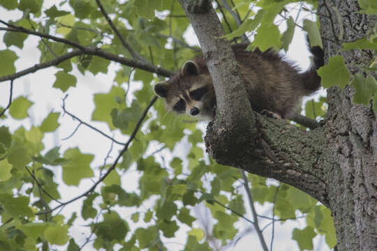 Image of Raccoons