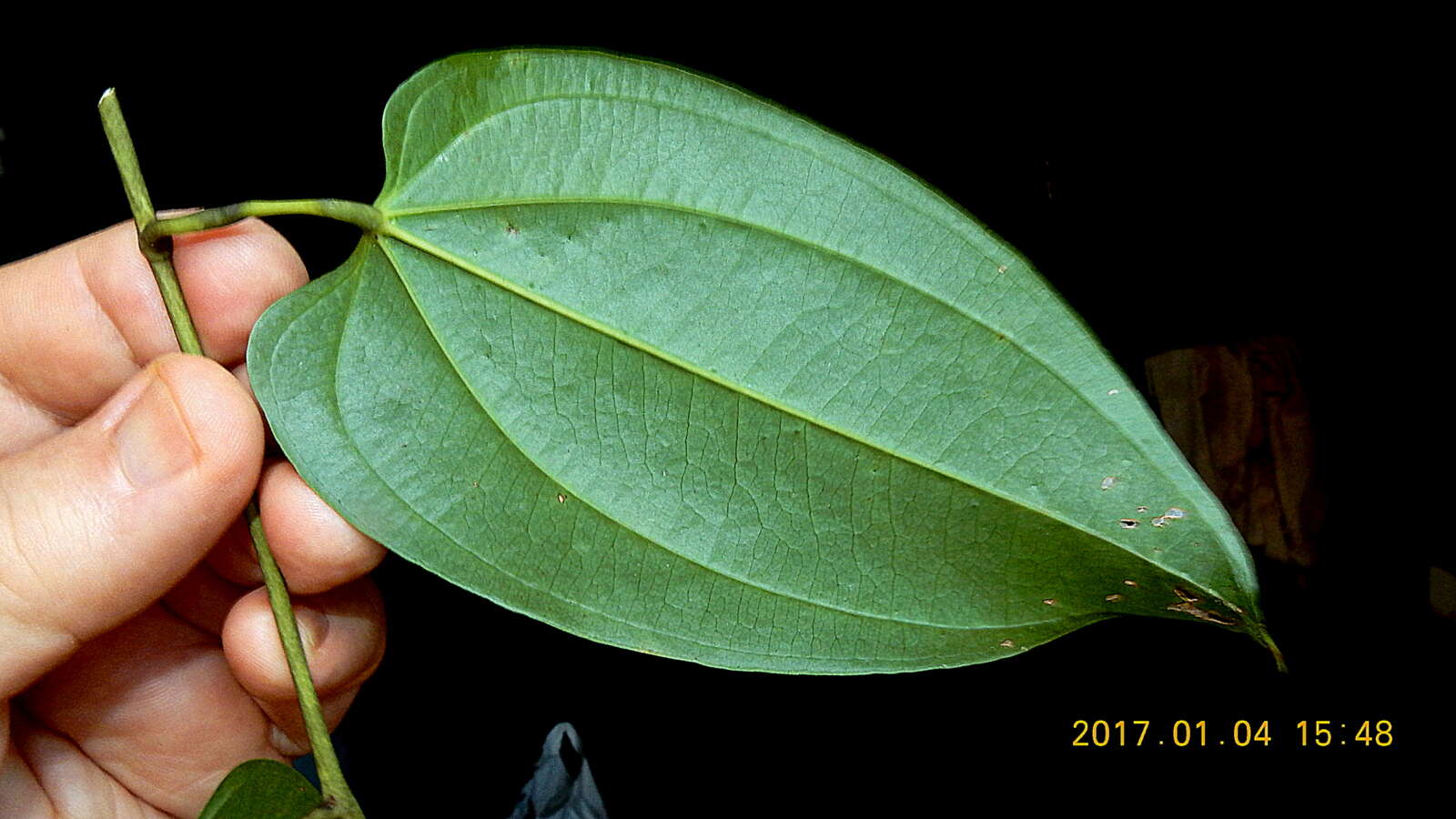 Dioscorea marginata Griseb. resmi