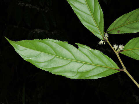 Image of Casearia commersoniana Cambess.