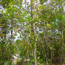 Image of Syzygium multibracteolatum (Merr.) Merr. & Perry