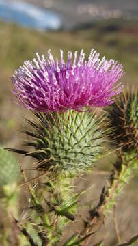 Image of cobwebby thistle