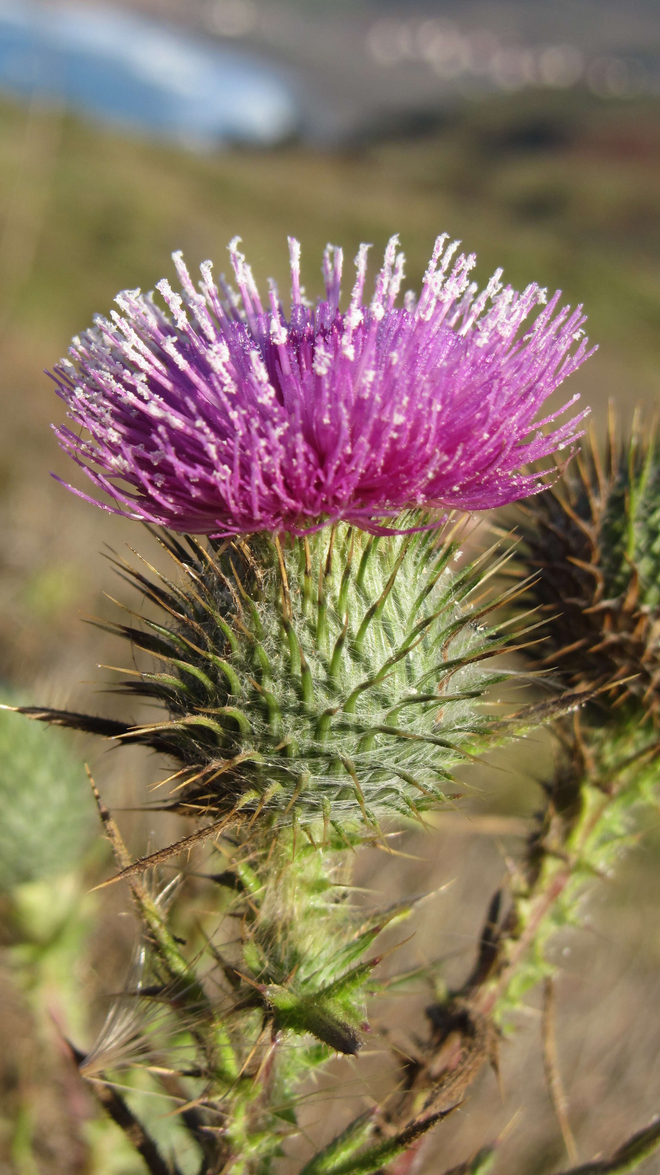 Image of cobwebby thistle