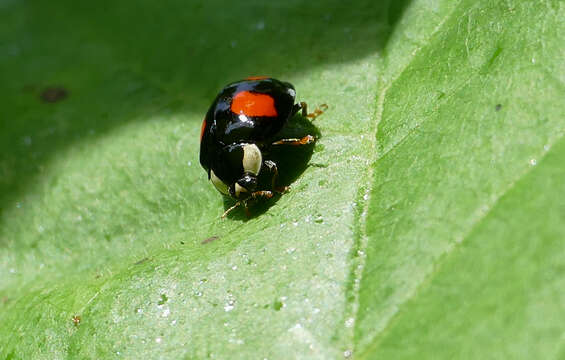 Image of Harmonia axyridis (Pallas 1773)